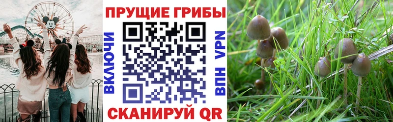 KRAKEN ONION где купить наркотик Томилино Псилоцибиновые грибы MAGIC MUSHROOMS
